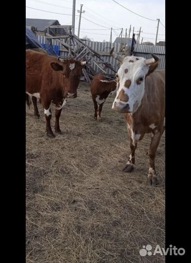 Корова с телёнком