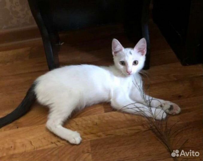 Снежа ищет семью