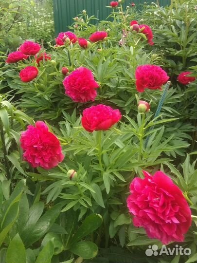 Пионы на срезку