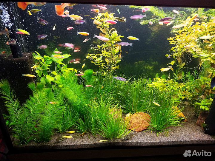 Аквариумные рыбки и растения