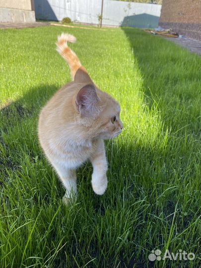 Кошка в дар