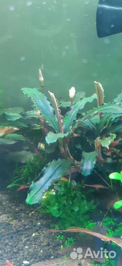 Буцефаландра