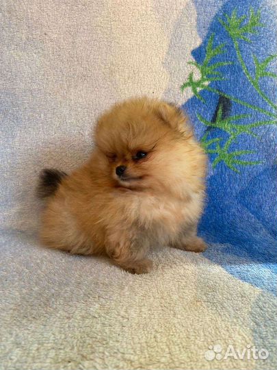 Щенки померанского шпица