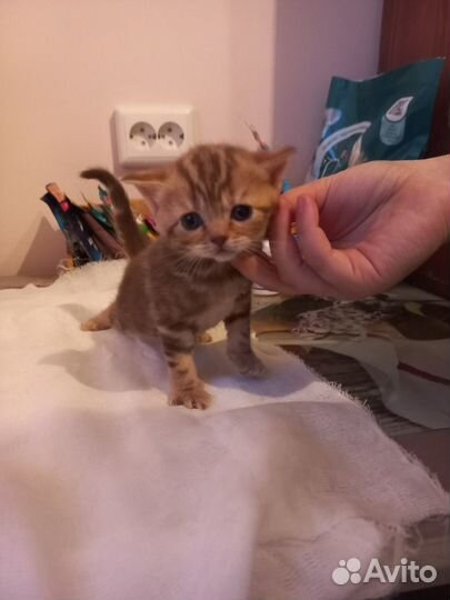 Британские котята