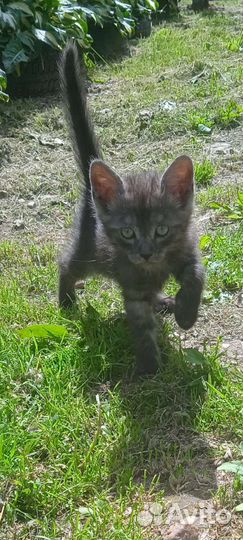 Отдам котёнка в добрые руки