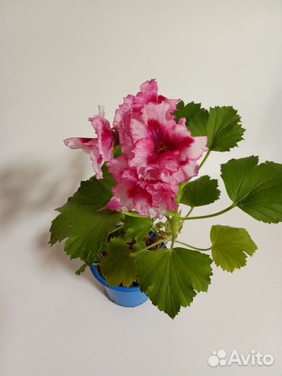 Продам Пеларгонию королевскую Raspberry Surprise