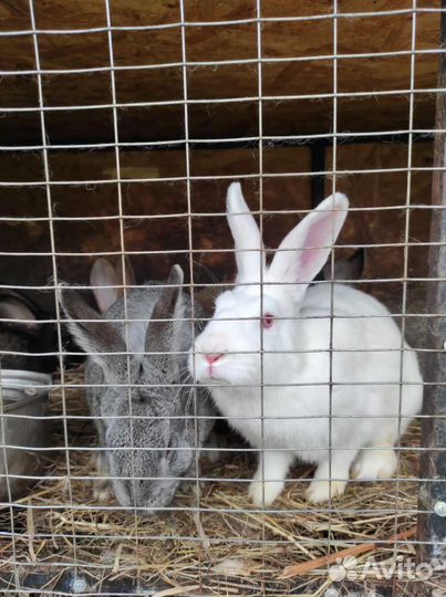 Живые кролики и мясо кролика