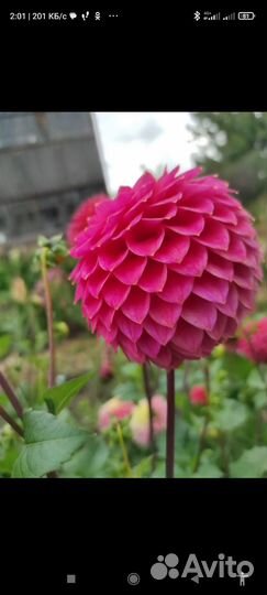 Георгины сортовые