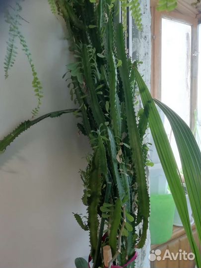 Молочай трехгранный