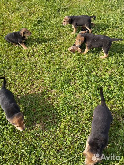 Щенки русской гончей