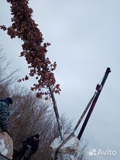 Дуб черешчатый