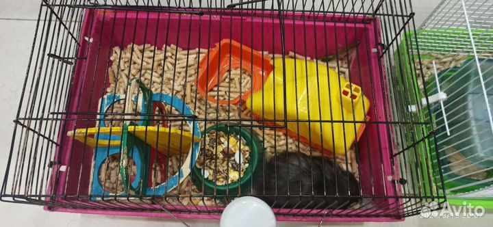 Сирийские хомяки с клетками