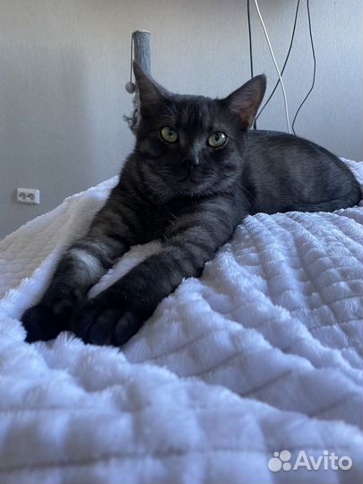 Котик