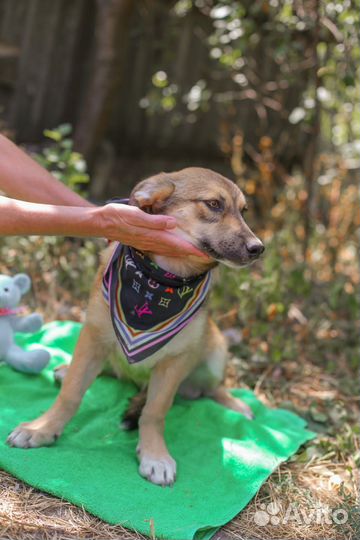 Собака из приюта ищет дом