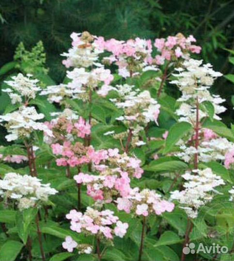 Гортензия метельчатая