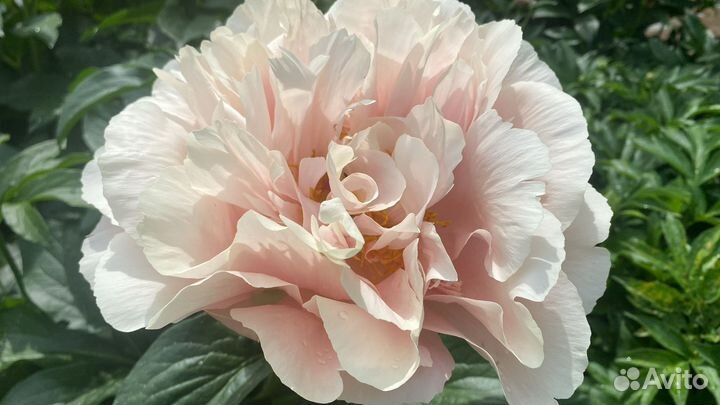 Пастелорама, Пастелеганс