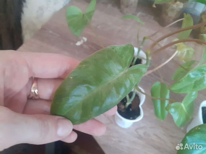 Филодендрон