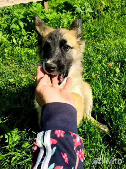 Метисы в дар