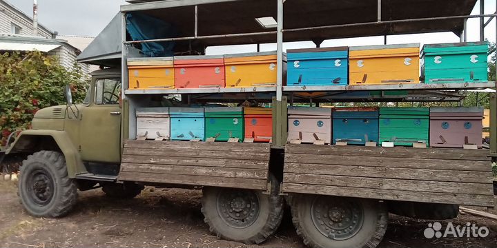 Пчелы улья пасеку