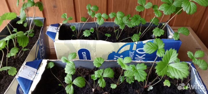 Земляника садовая