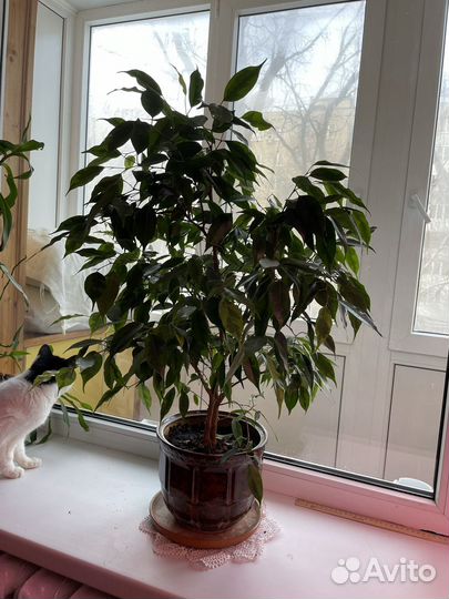Фикус бенджамина в глиняном горшке