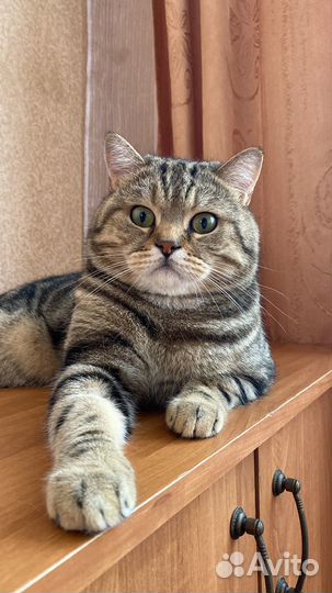 Шотландский кот