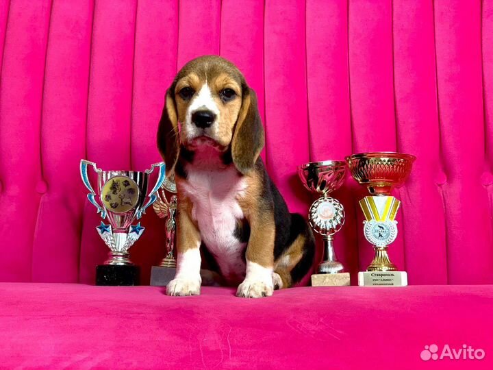 Щенки бигль