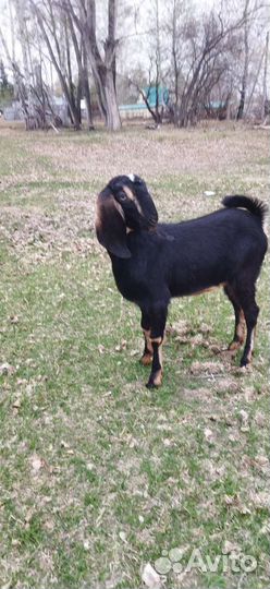 Камори. Битал. Нубийцы