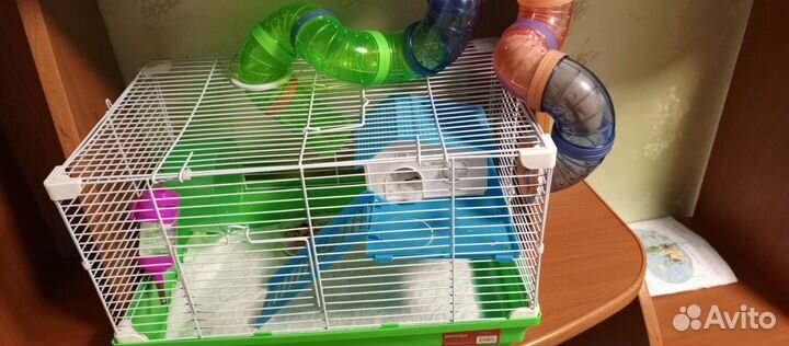 Сирийский хомяк