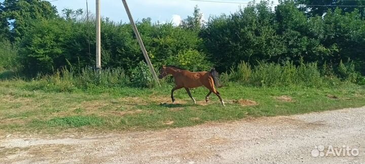 Арабская кобыла