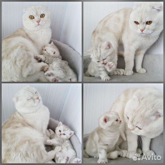 Шотландская
