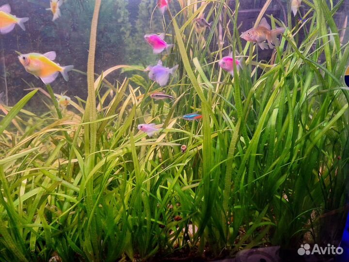 Стрелолист