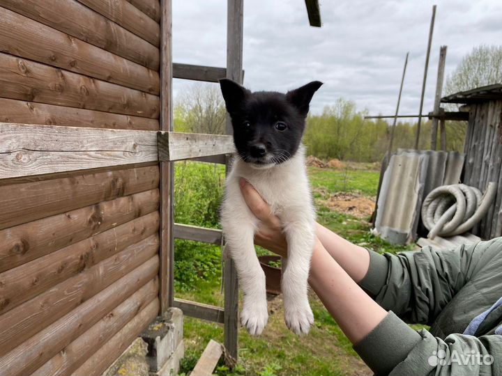 Щенки западно сибирской лайки
