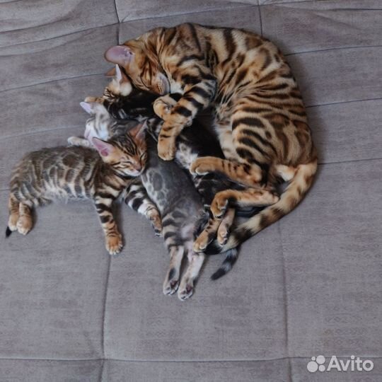 Бенгальские котята
