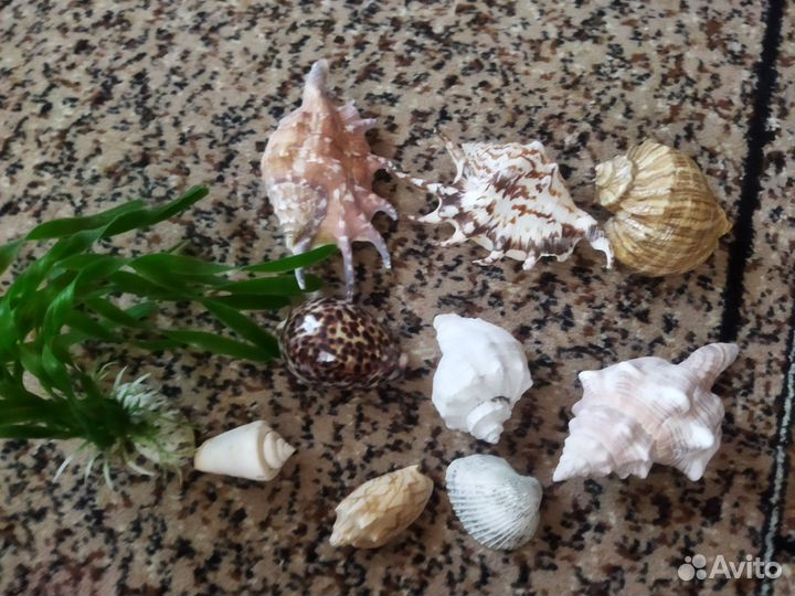 Ракушки для аквариума