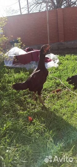 Бойцовские птицы петухи