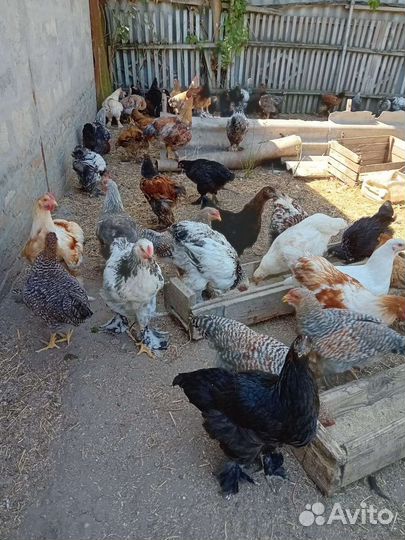 Породистая птица