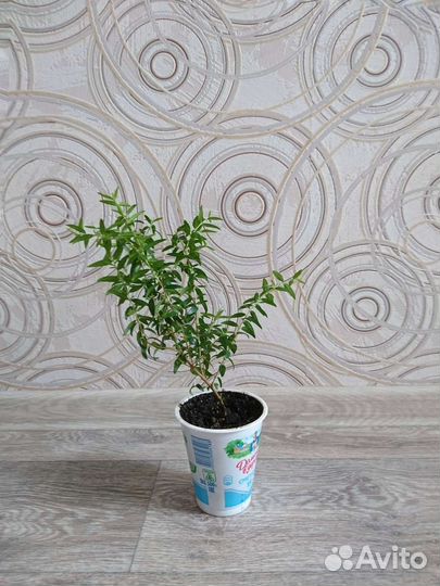 Мирт молодое растение