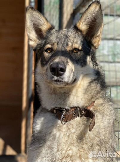 Собака бесплатно