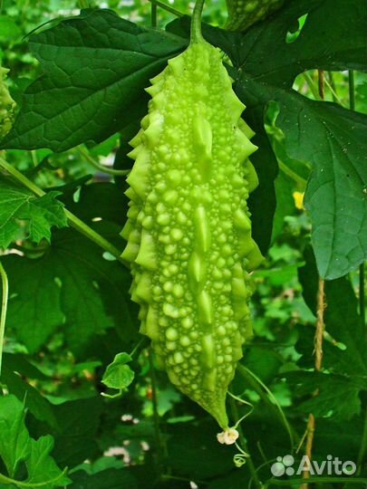 Момордика семена