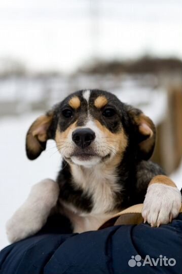 Собака в добрые руки