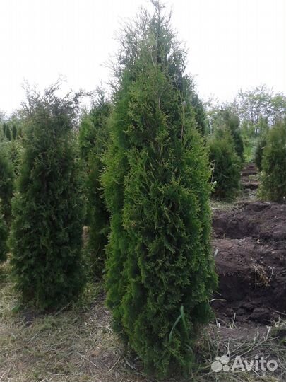 Туя западная