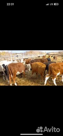 Бычки герфорд симментал бык