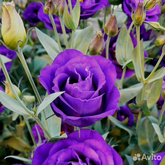 Семена цветов