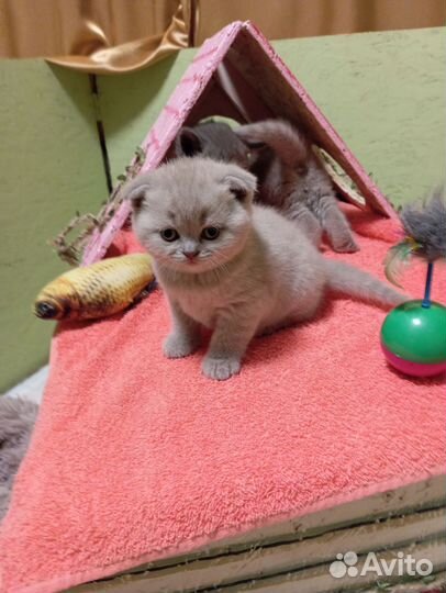 Шотландская