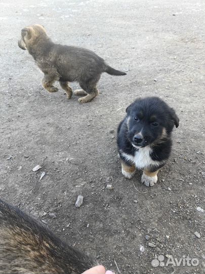 Щенки 2 месяца