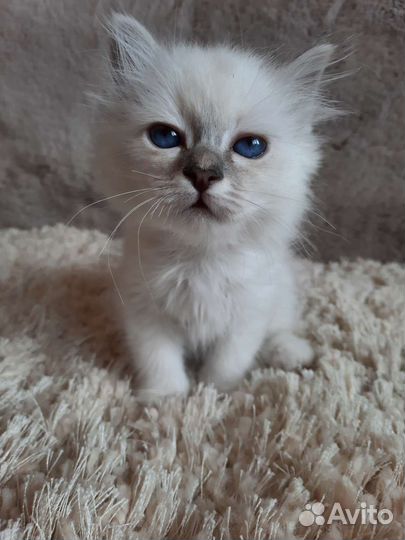 Котенок редкой породы