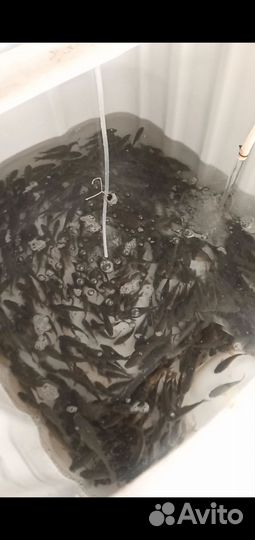 Продаю мальков карасей