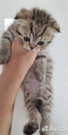 Шотландские вислоухие котята