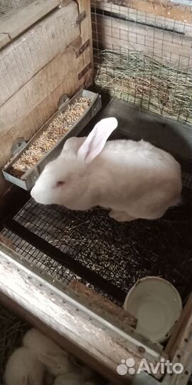 Кролики 3 породы
